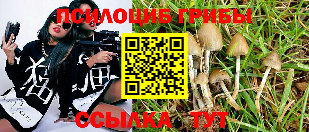 Алейск  Галлюциногенные грибы Psilocybe  Вход с VPN 